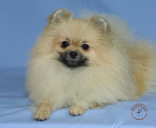 Pomeranian 9W042D-113.JPG